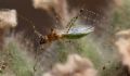Gampsocoris punctipes pallidus